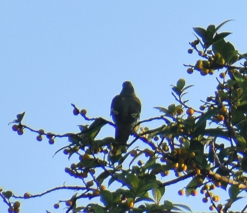 Gray-fronted Green-Pigeon - ML394987021