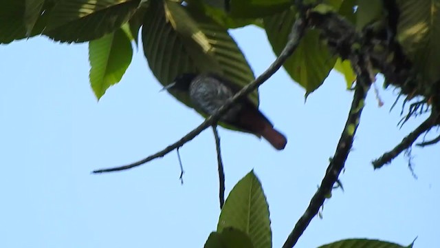 Maroon Oriole - ML394987731