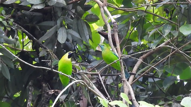 Blue-winged Leafbird - ML394988071