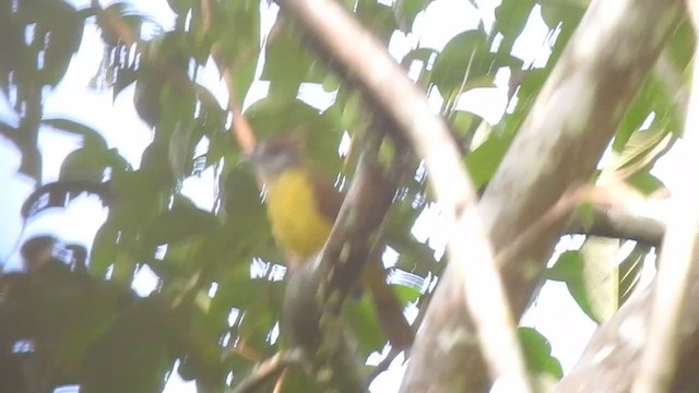 White-throated Bulbul - ML394988291