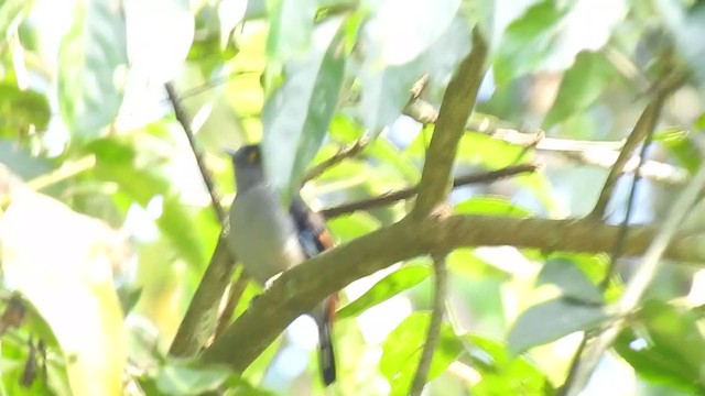 Gray-lored Broadbill - ML394989161