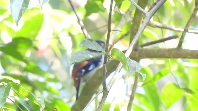 Gray-lored Broadbill - ML394989261