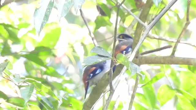 Gray-lored Broadbill - ML394990091
