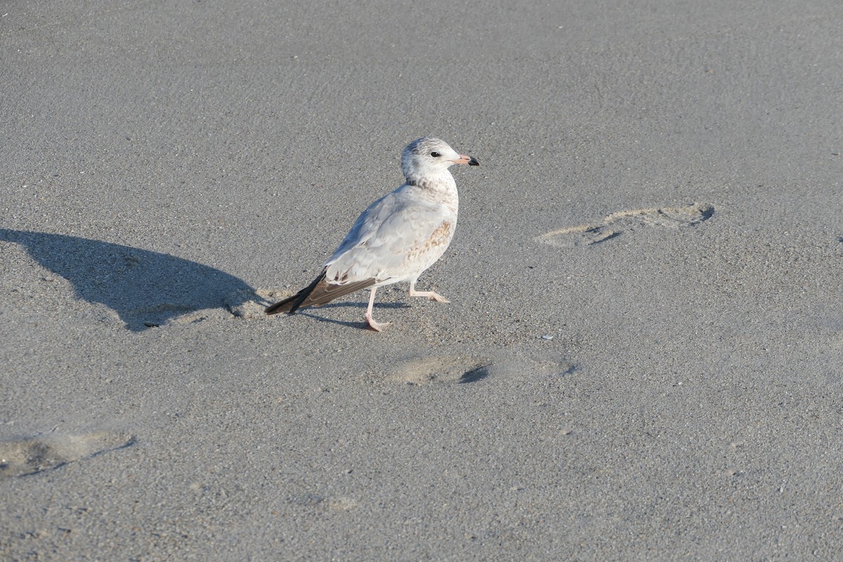 Ring-billed Gull - Scott Harris