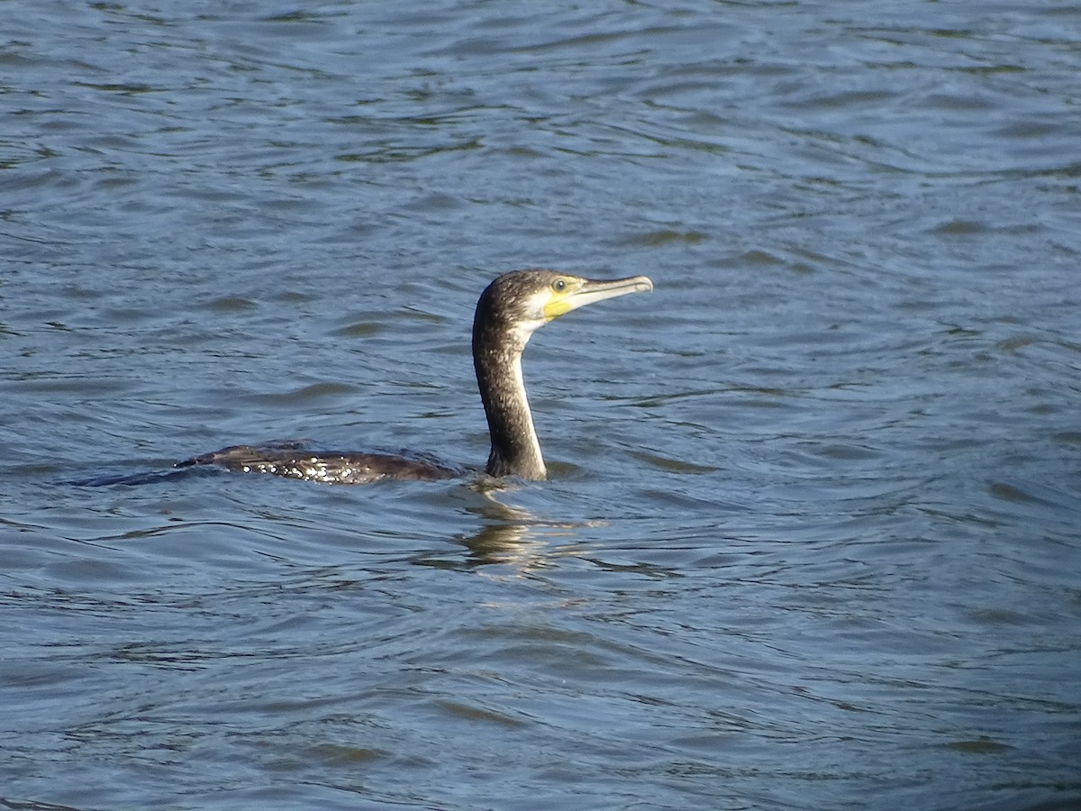 Great Cormorant - ML394995001