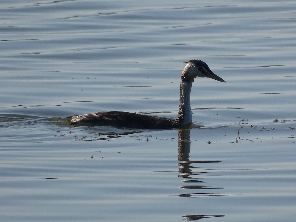 Great Crested Grebe - ML394995151