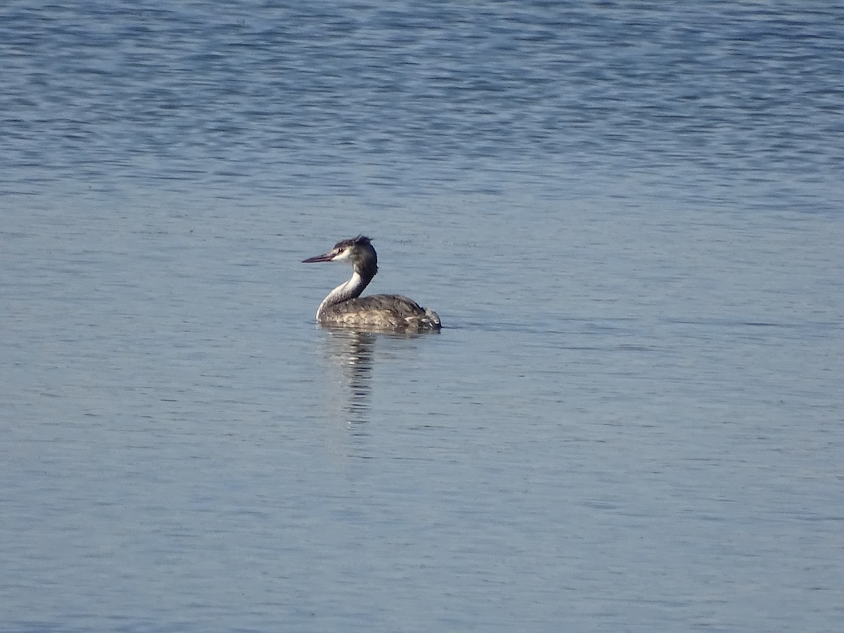 Great Crested Grebe - ML394995161