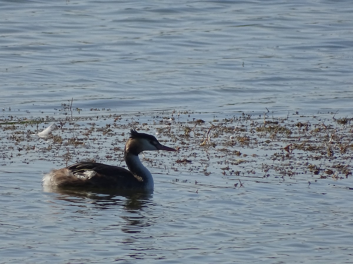 Great Crested Grebe - ML394995181