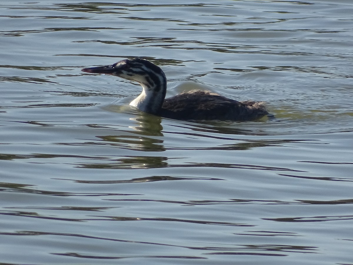 Great Crested Grebe - ML394995191