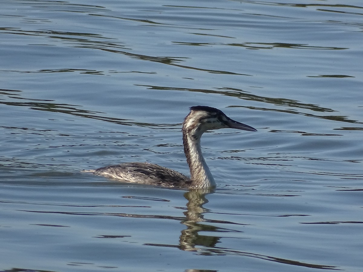 Great Crested Grebe - ML394995201