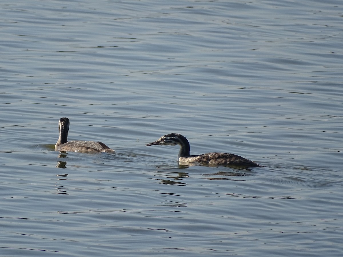 Great Crested Grebe - ML394995211