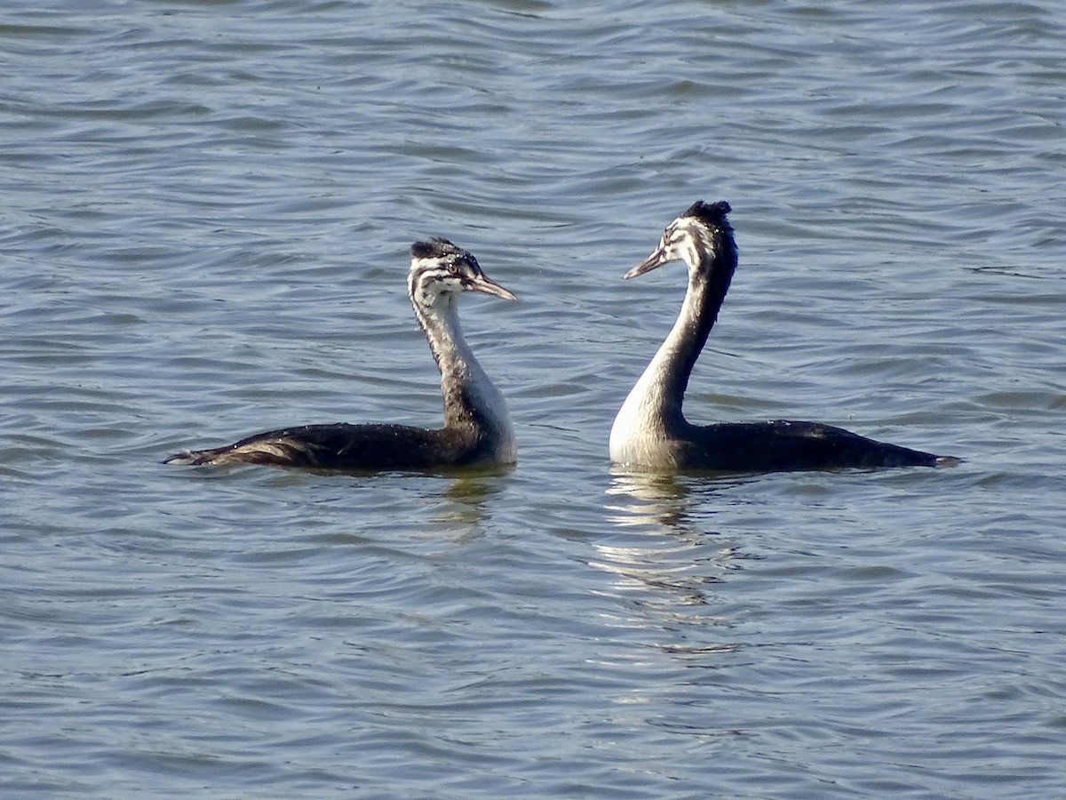 Great Crested Grebe - ML394995221