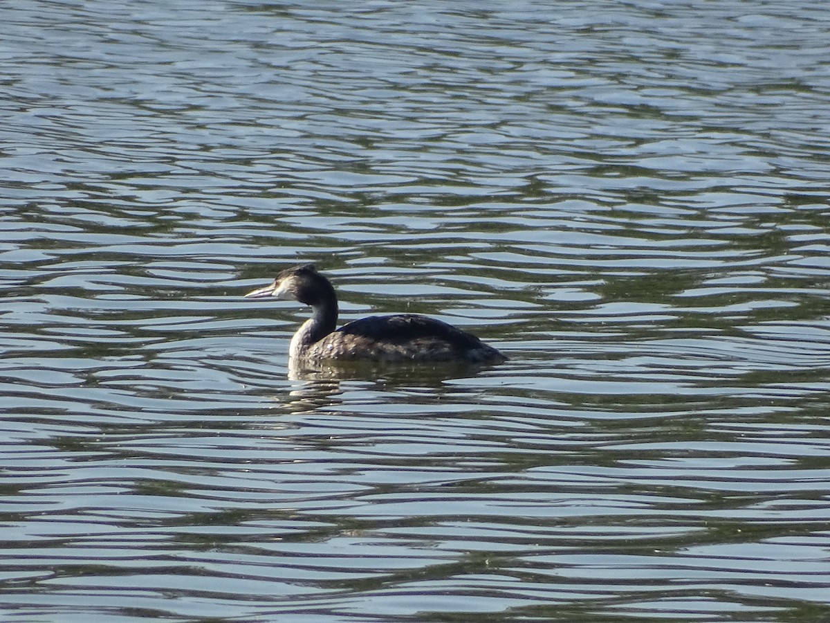 Great Crested Grebe - ML394995231