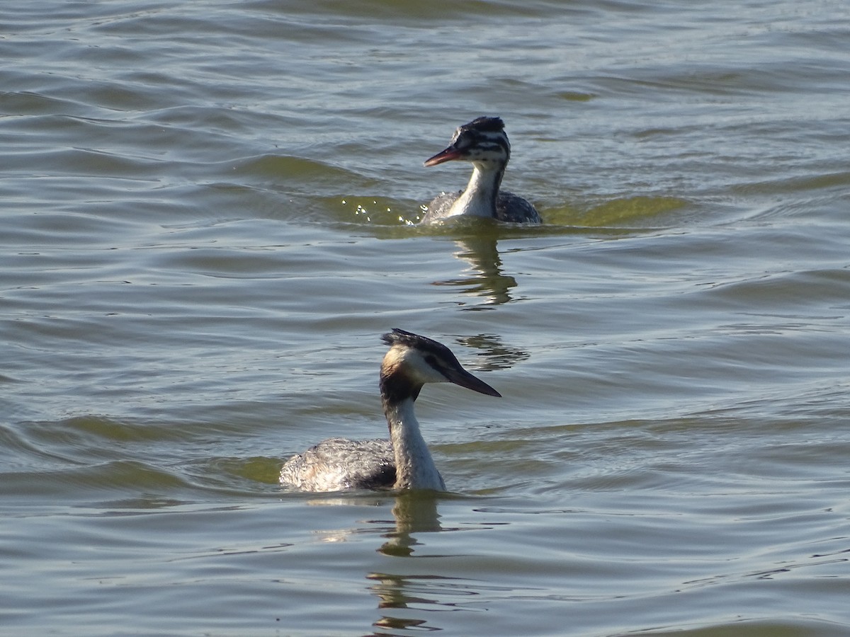 Great Crested Grebe - ML394995261