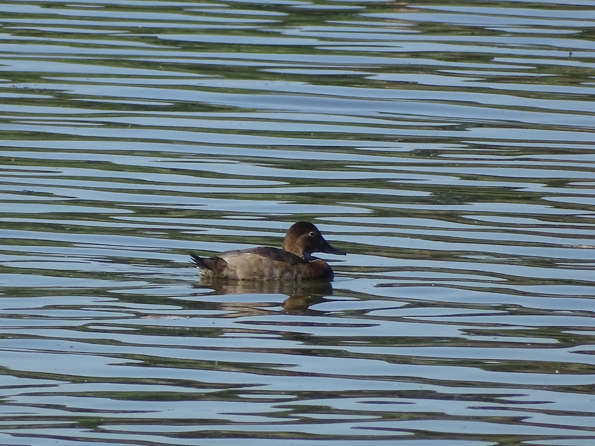 Common Pochard - ML394995531