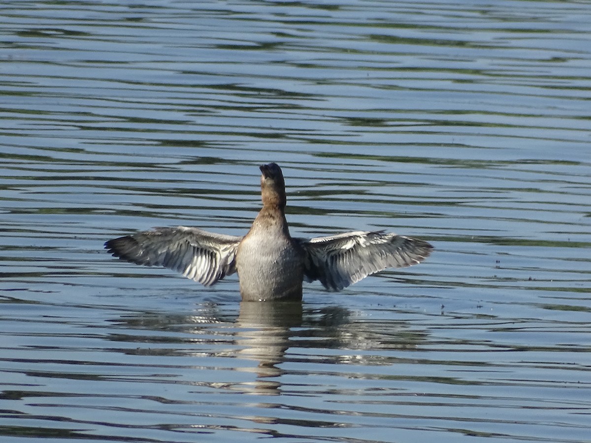 Common Pochard - ML394995541