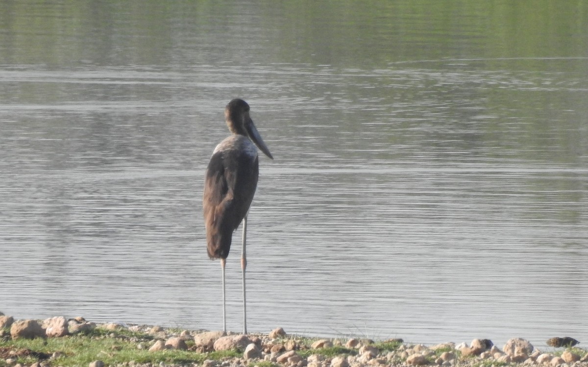 eBird Checklist - 6 Jun 2021 - Lake Basaka--north shore - 15 species