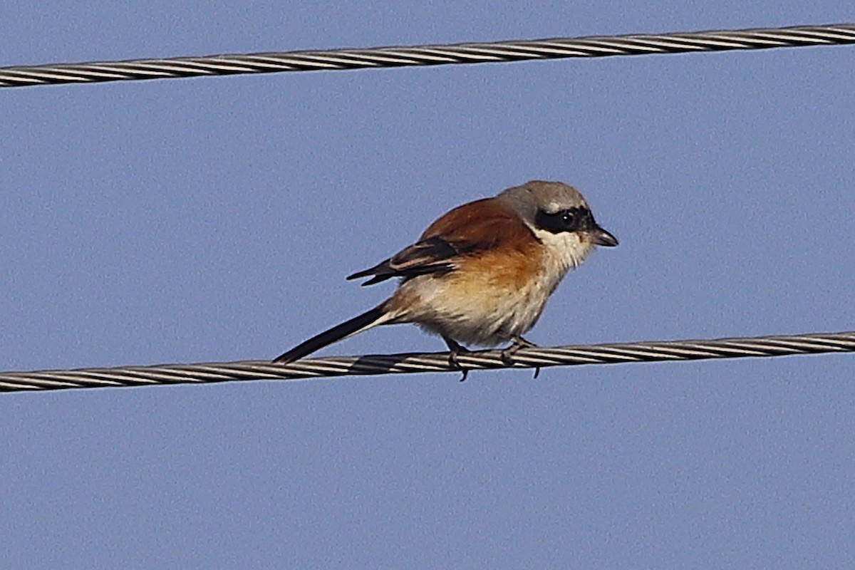 חנקן הודי - ML394996361