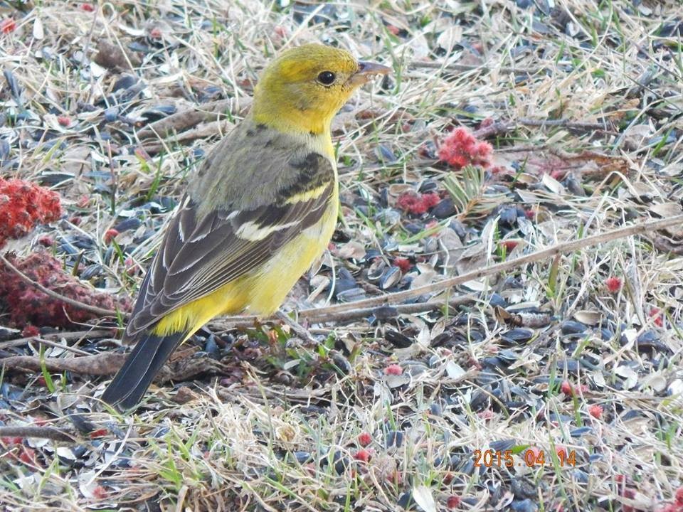 Western Tanager - ML39499771