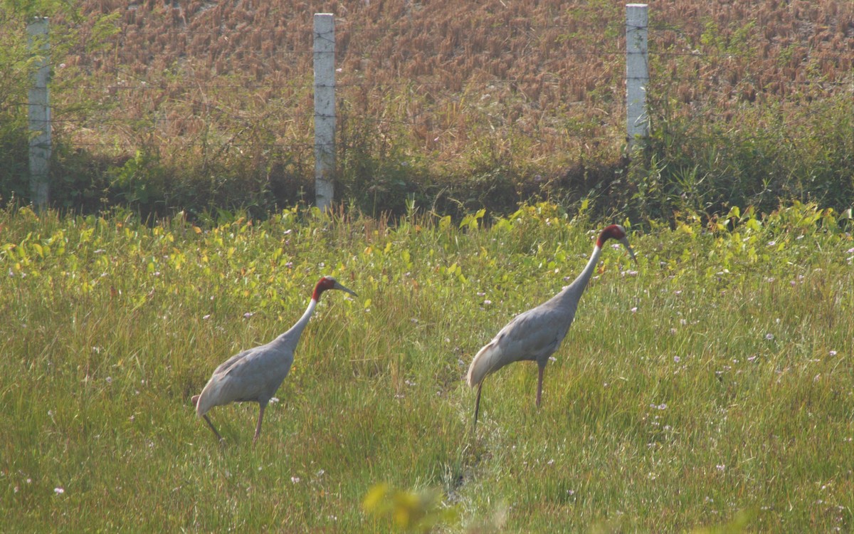 Sarus Crane - ML394998601