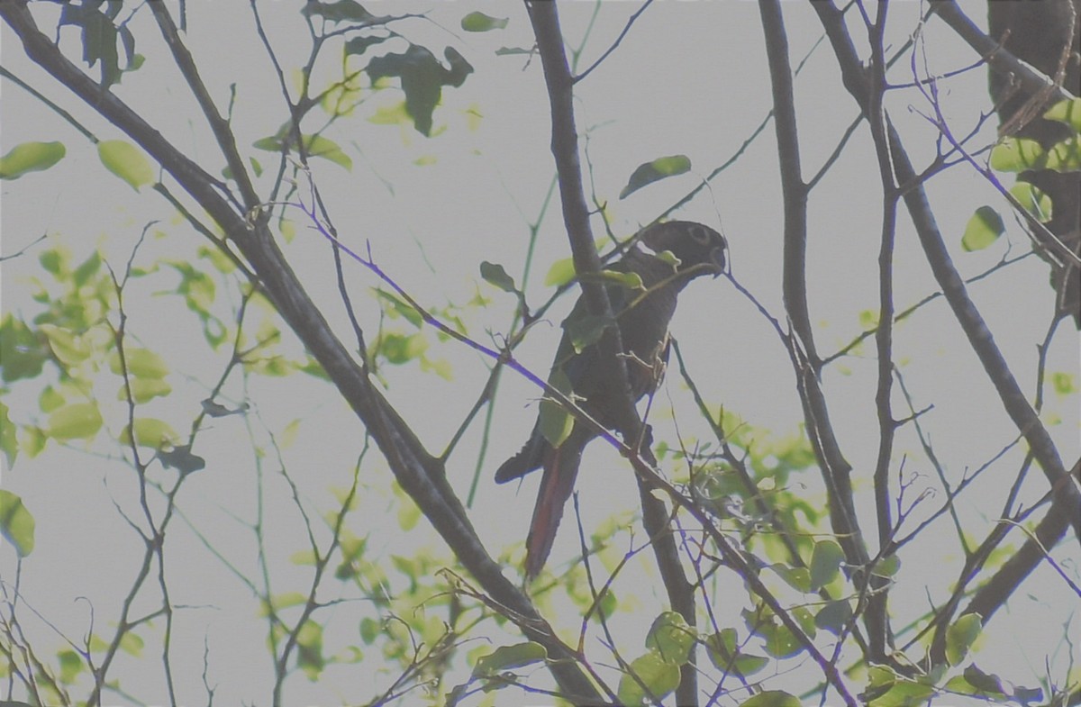 Scaly-headed Parrot - ML394998771