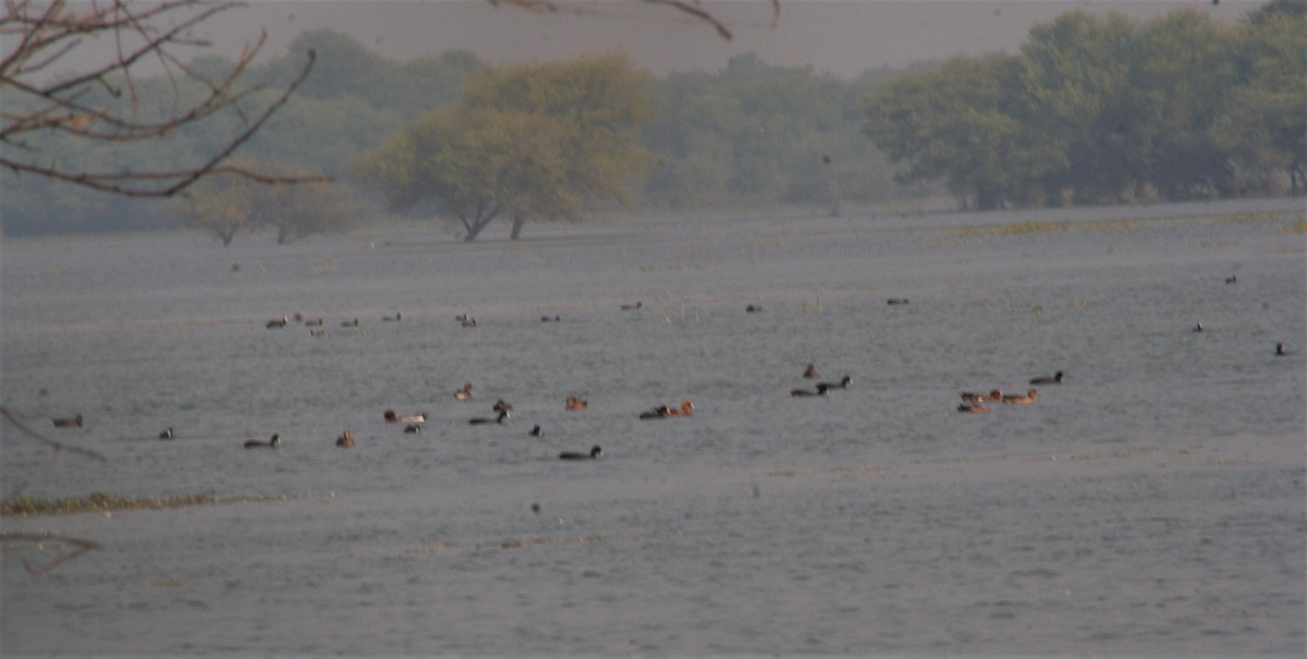 Eurasian Coot - PARTH PARIKH