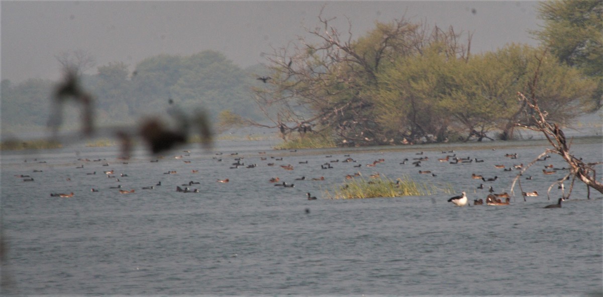 Eurasian Wigeon - ML395000141