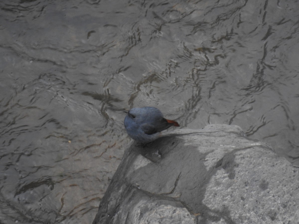 Plumbeous Redstart - ML395000511