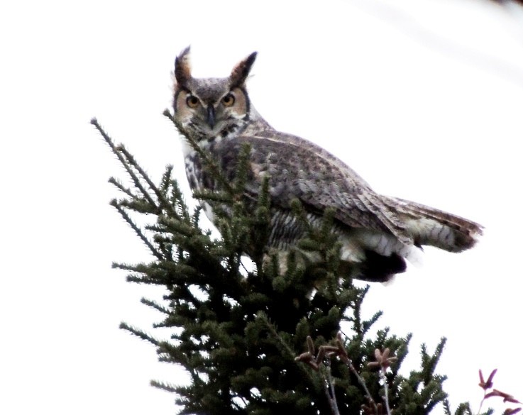 Great Horned Owl - ML39500061