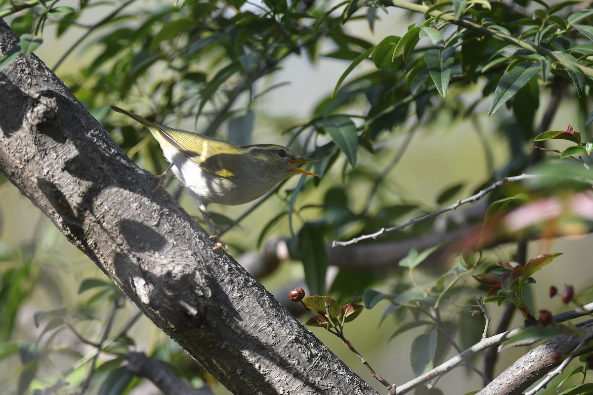 Hartert's Leaf Warbler - ML395000901