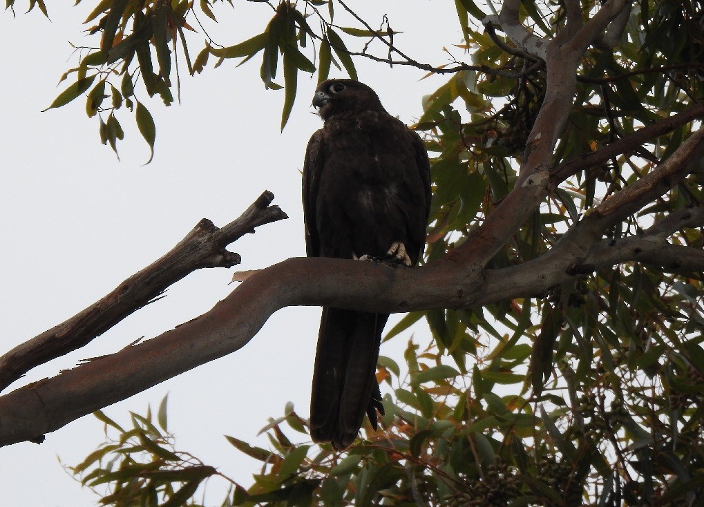 Black Falcon - Bob Dawson