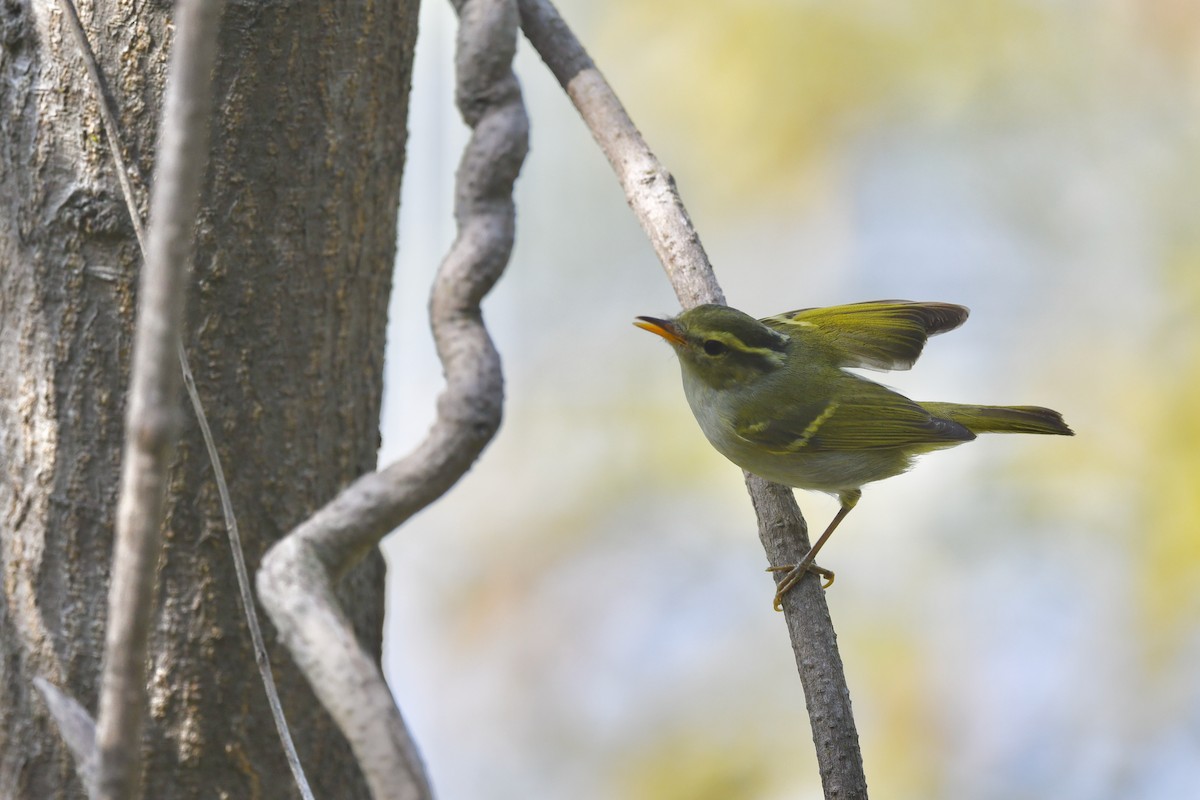 Hartert's Leaf Warbler - ML395000951