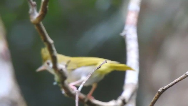 White-bellied Erpornis - ML395001461