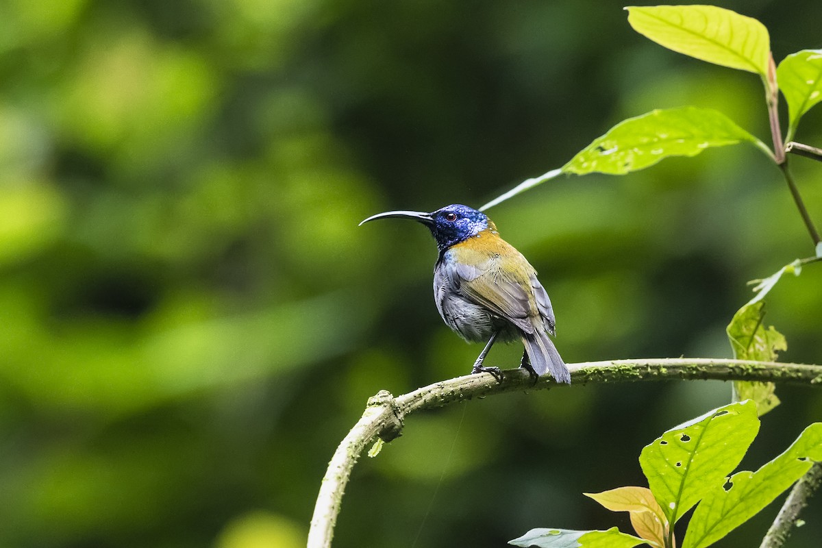 Blue-headed Sunbird - ML395001951