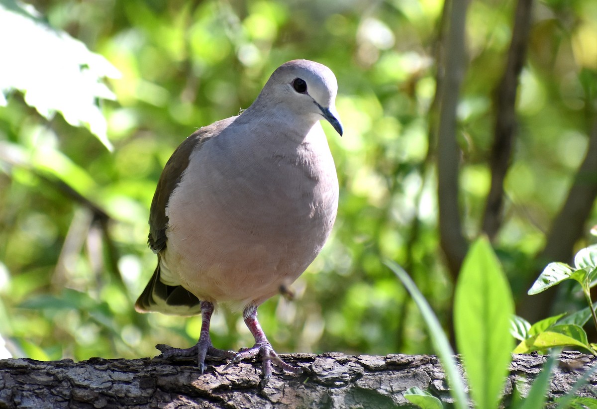 Large-tailed Dove - Juan Bardier