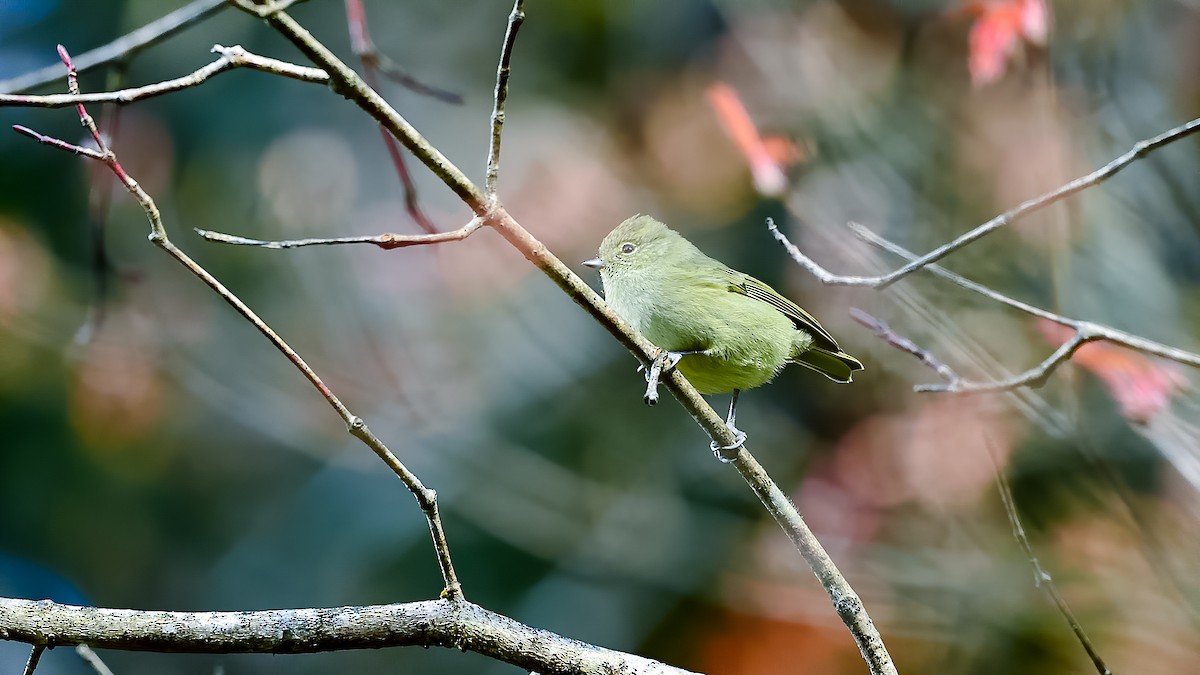 Yellow-browed Tit - ML395002431