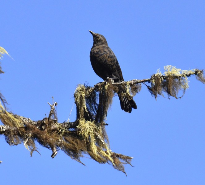 Rusty Blackbird - ML39500271