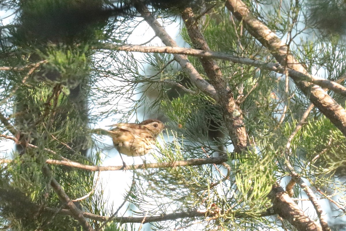 Speckled Warbler - ML395003091