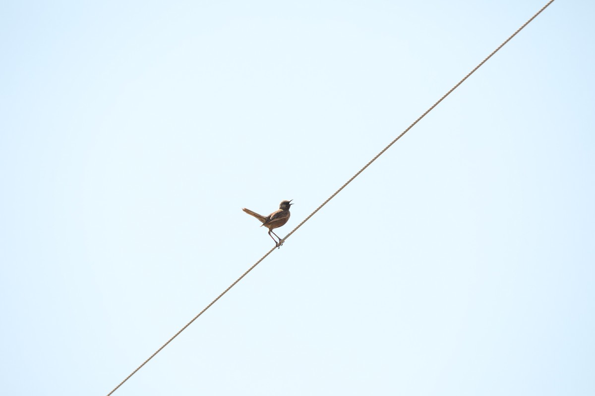 Brown Songlark - David Vickers