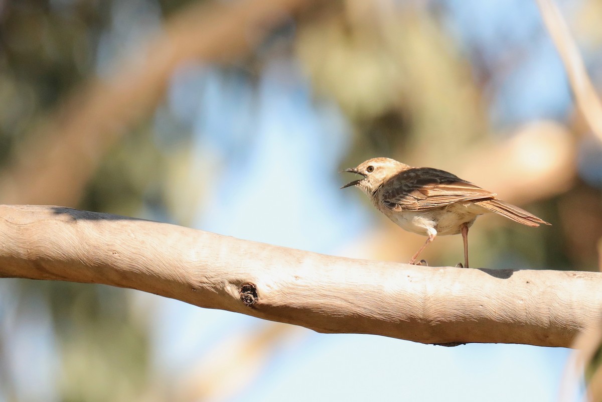 Rufous Songlark - ML395003601