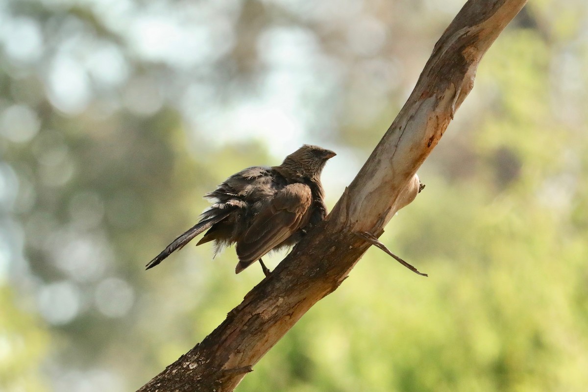 Apostlebird - ML395003691