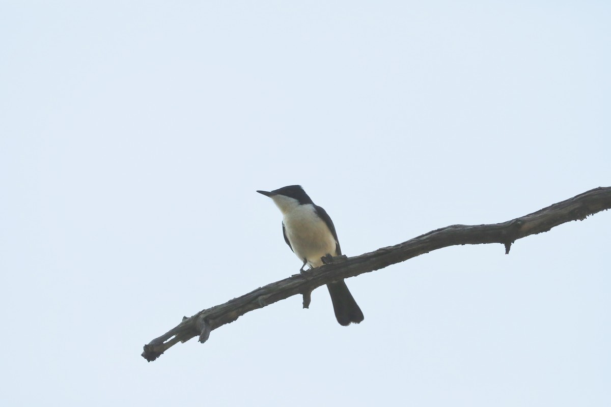 Restless Flycatcher - ML395003711