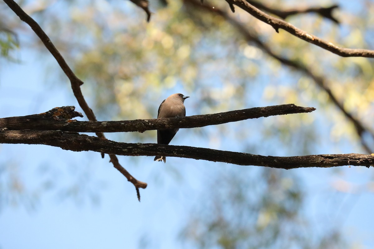 Dusky Woodswallow - ML395003981