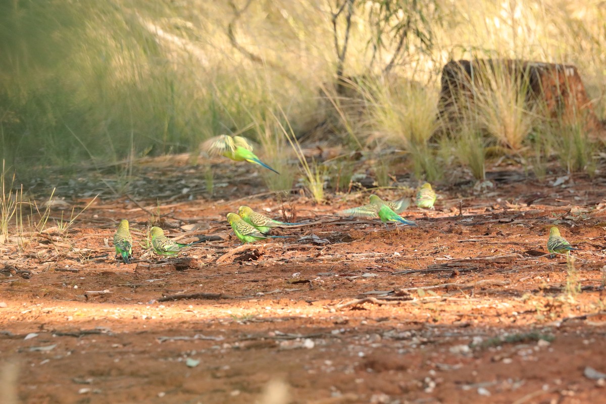 Budgerigar - ML395004051