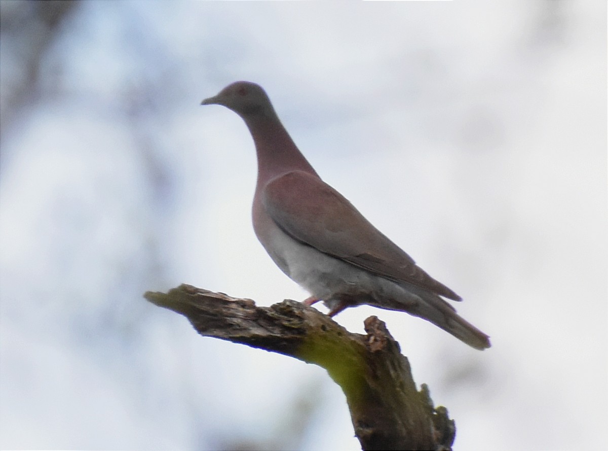 Pale-vented Pigeon - ML395004261