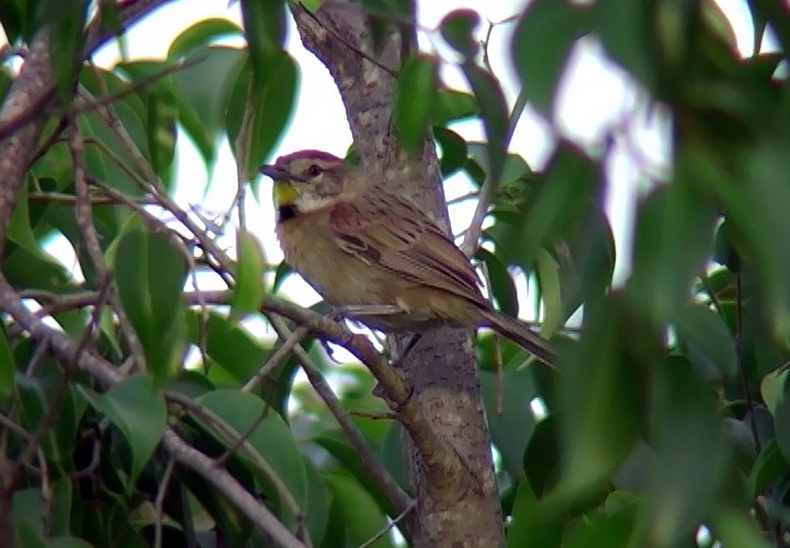 Chotoy Spinetail - Josep del Hoyo