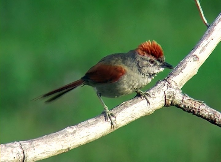 Sooty-fronted Spinetail - Josep del Hoyo