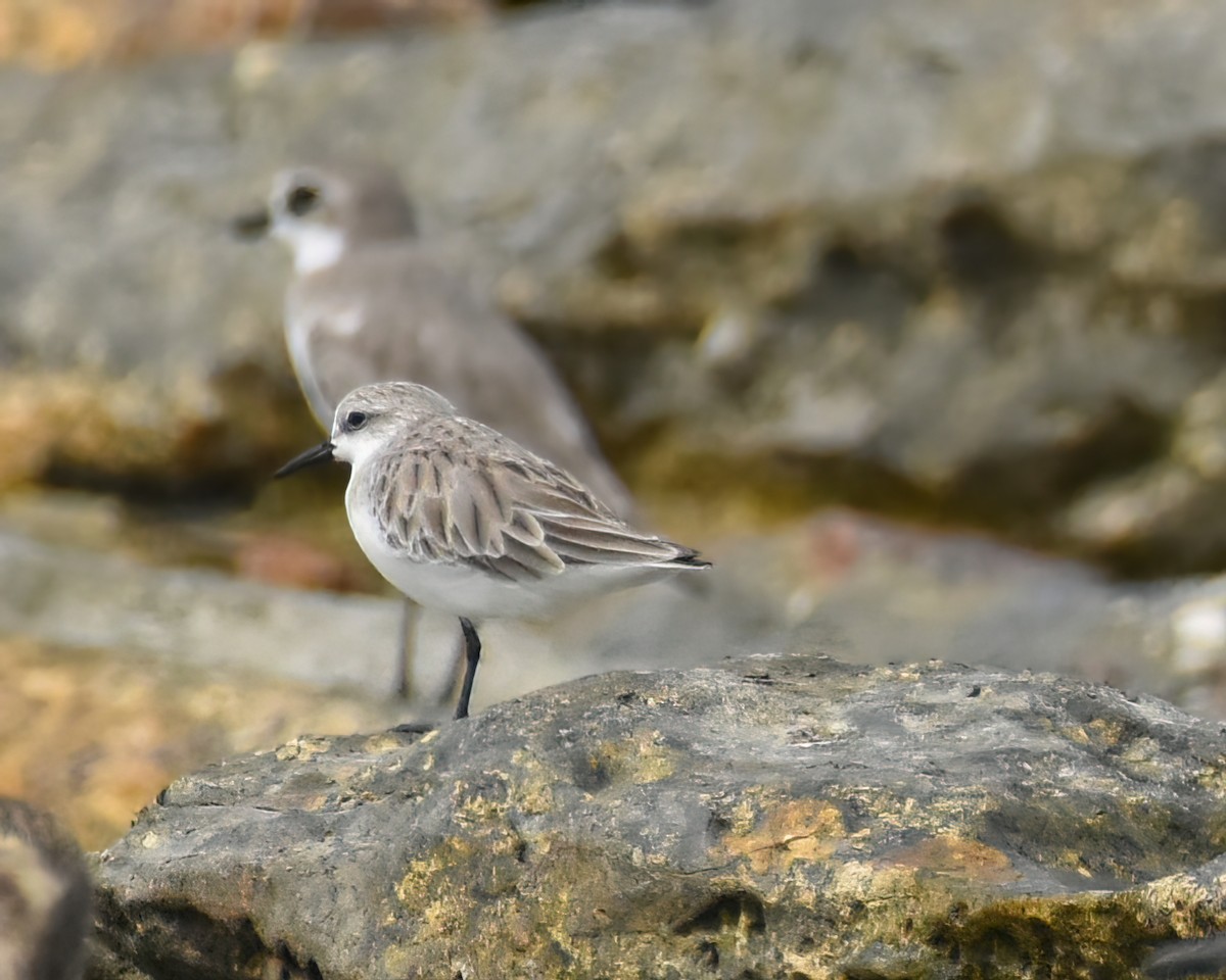 Red-necked Stint - Frank Lin