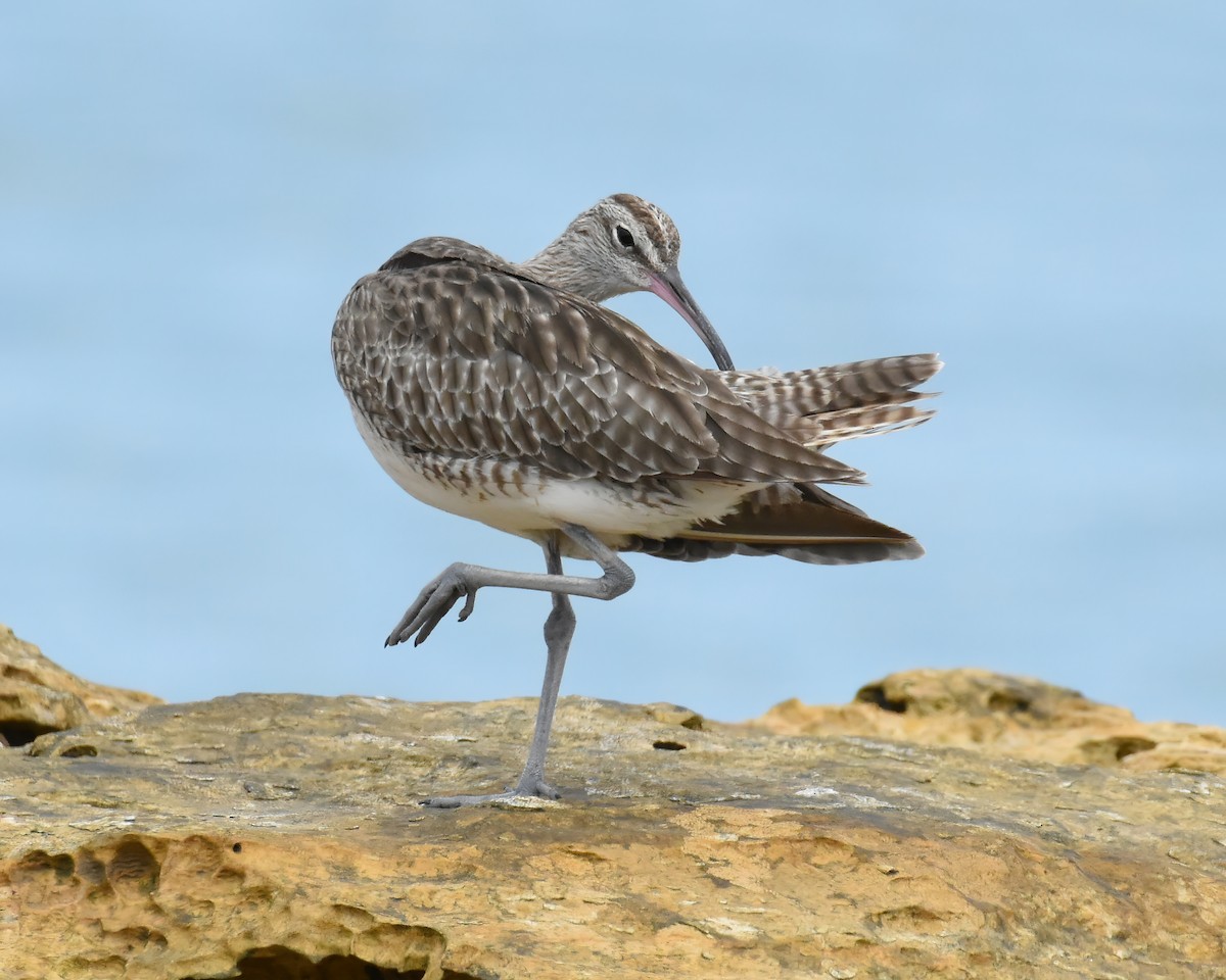 Whimbrel - ML395010121