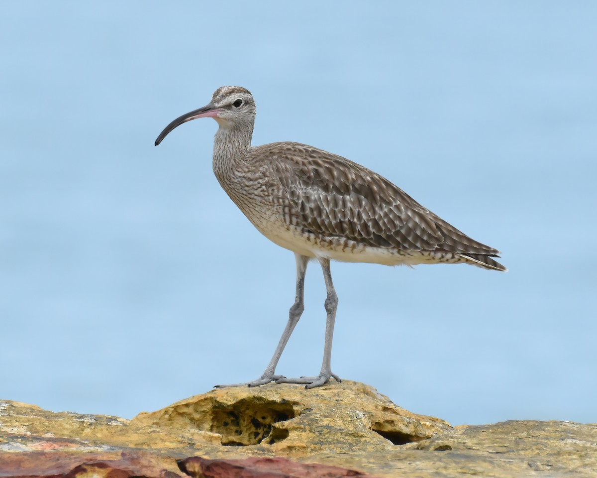 Whimbrel - Frank Lin